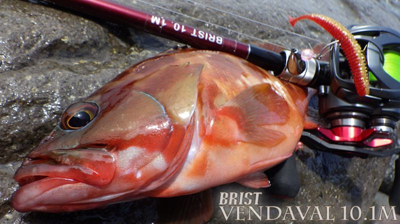 Fishman/フィッシュマン】BRIST VENDAVAL 10.1M（ベンダバール