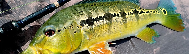 TRANSCENDENCE/トランスセンデンス】LateBloomings Zinia56+（LB56