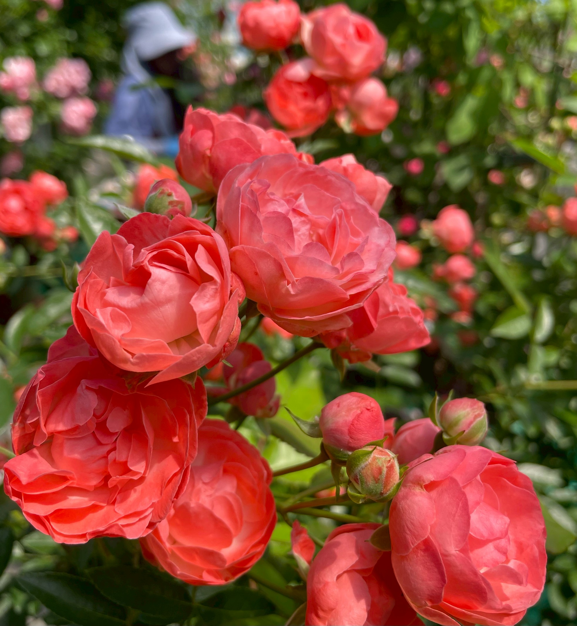 原種バラ大苗 グリーンローズ Herb&Rose バラ苗販売 商品詳細 Herb＆Rose