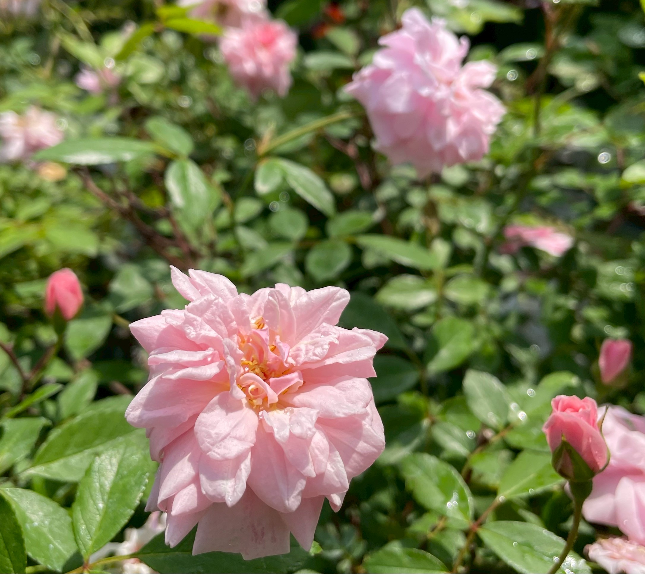 オールドローズ四季咲き大苗 リトルホワイトペット Herb&Rose バラ苗