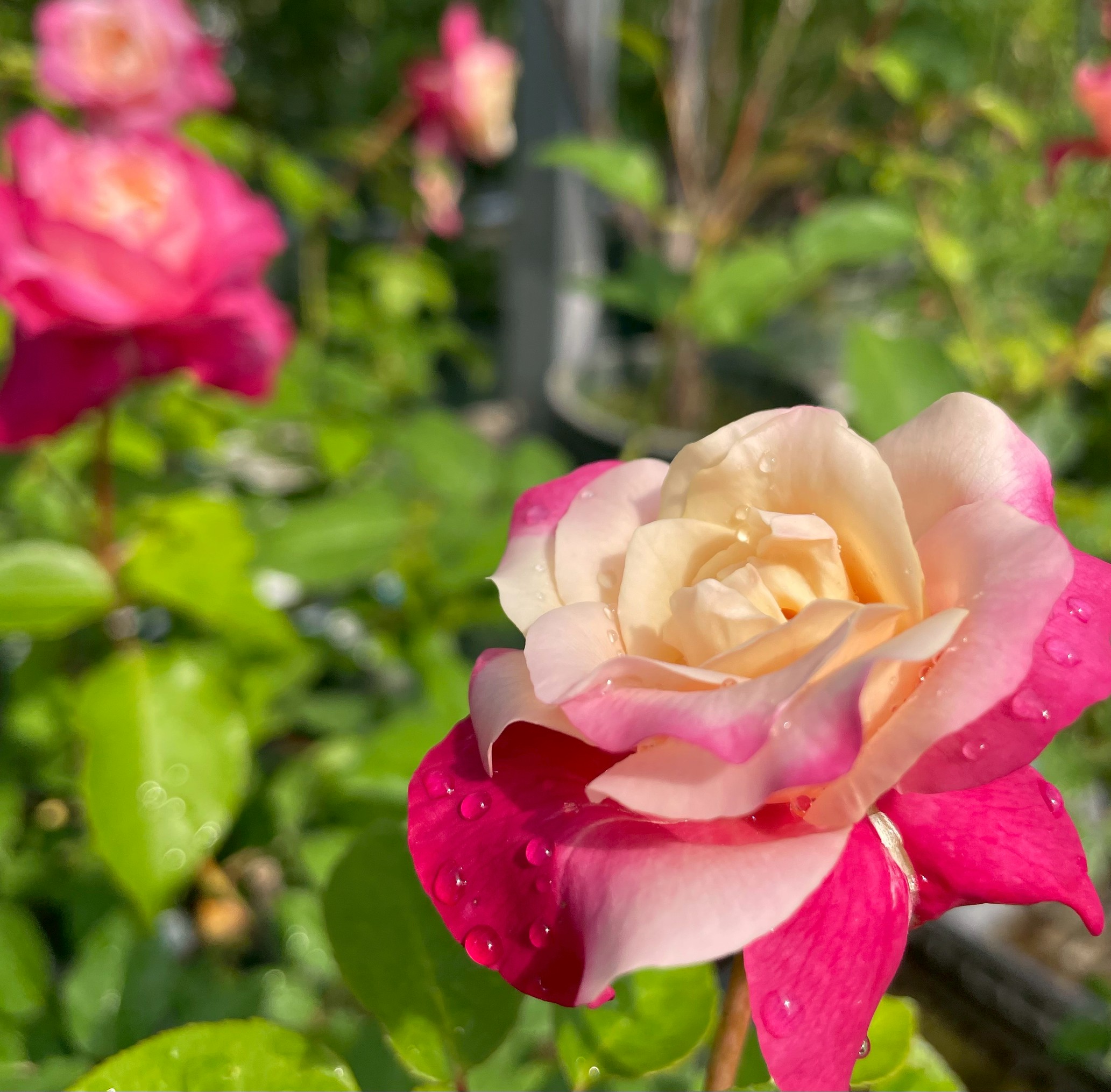 商品詳細 Herb＆Rose