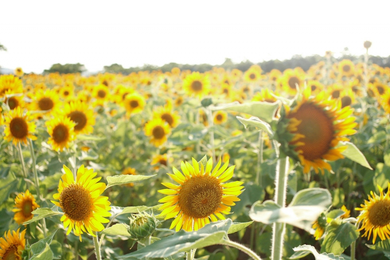 池上ひまわりパーク（福井県坂井市三国町池上48） - ひまわり畑ネット