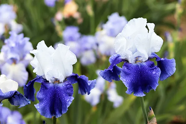 アイリスの育て方は？種類の違いやお手入れ方法、増やし方 | 植物と