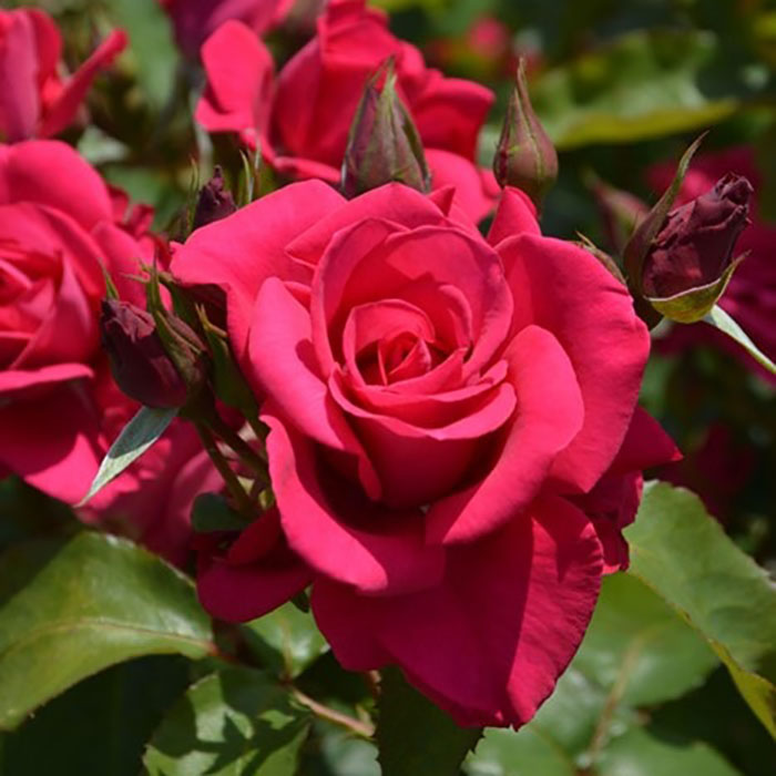 相原バラ園 / ロサ・オリエンティス