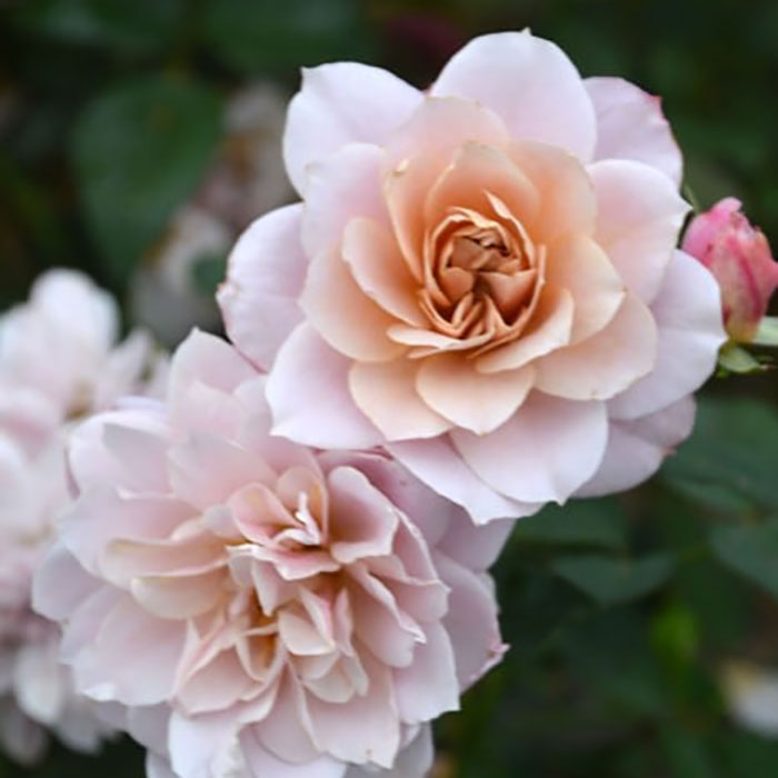 激レア バラ苗 シルバーグレーの海外新品種 1株のみ 入手困難 激レア