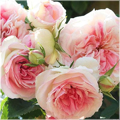 相原バラ園 / アミ・ロマンティカ（メイアン）【大苗】