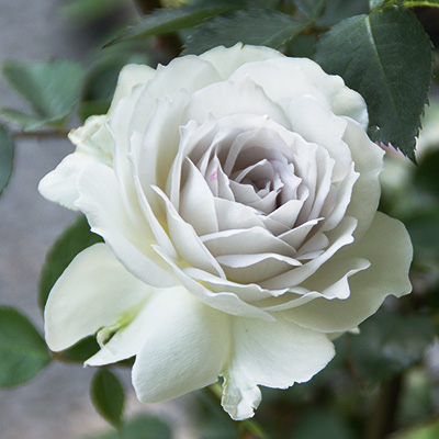 相原バラ園 / ガブリエル（河本バラ園）【大苗】