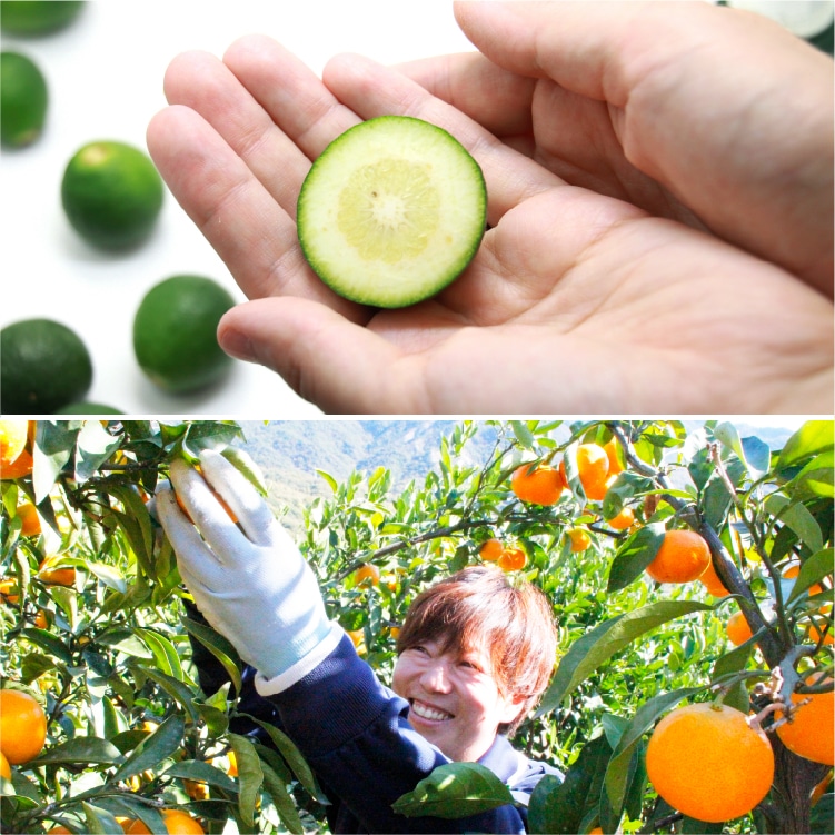 伊予柑オリーブオイルシャンプー 400mL | 井上誠耕園