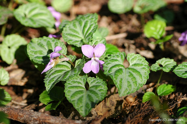 フイリミヤマスミレ すみれの部屋 インターネットすみれ図鑑