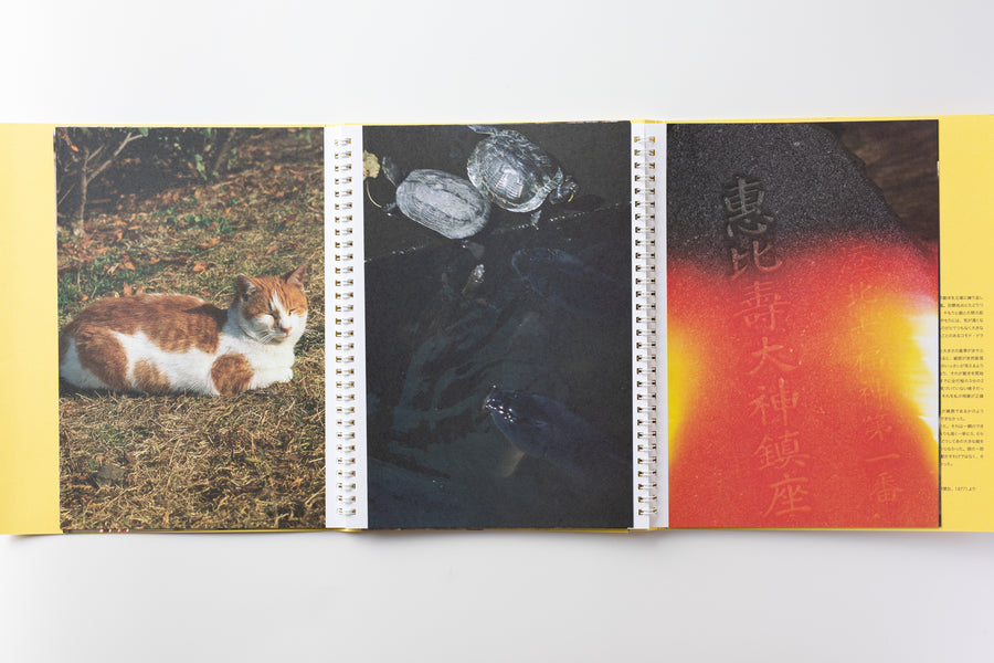 やもり by 中平卓馬 – IACK