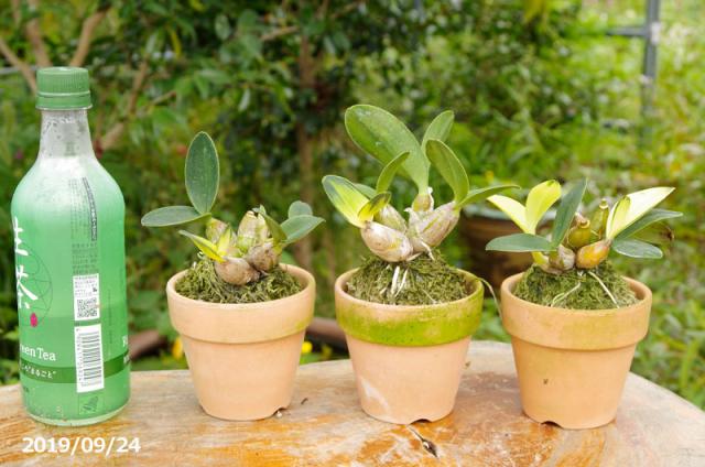 山野草の石田精華園 / 斑入り 大明石斛(タイミンセッコク) 丹頂鶴 3号