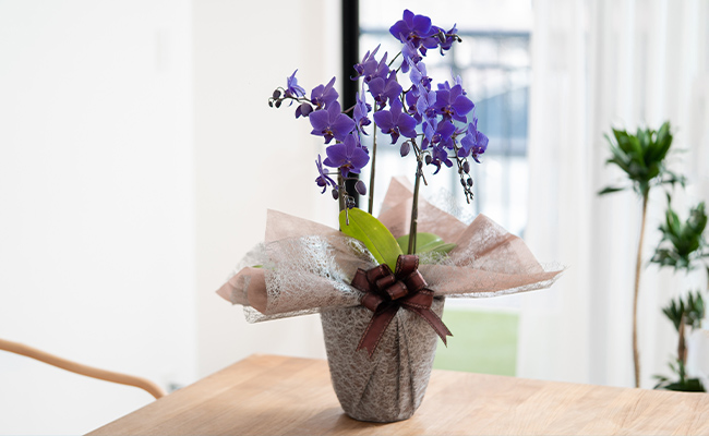 Blue Geneを長く楽しんでいただくために | 世界初の青色コチョウラン