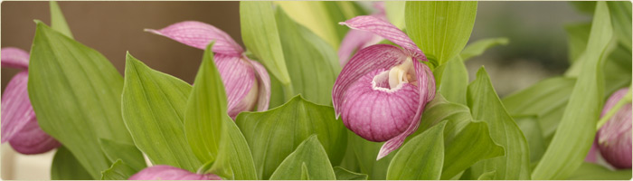 アツモリソウ | 岩崎園芸