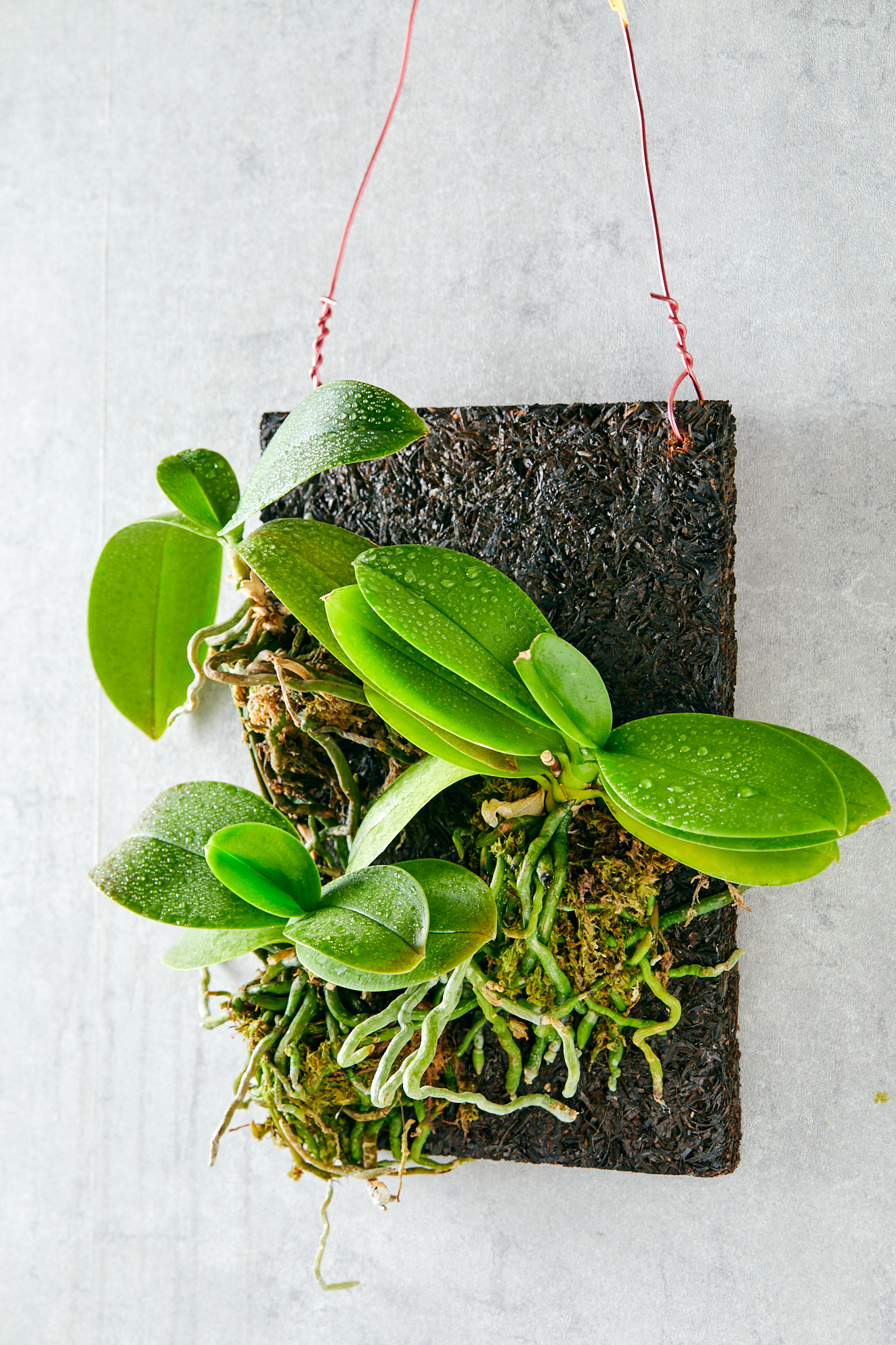 苗ができるまで最低3年 情熱が産み出す、 次世代の ｢ミディ胡蝶蘭