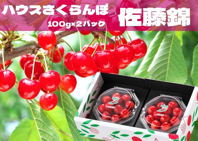 JA直売所発！ハウスさくらんぼ「佐藤錦」ダイヤパック: 小さな