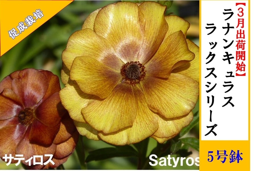 ラナンキュラス ラックスシリーズ【サティロス】5号鉢（促成栽培