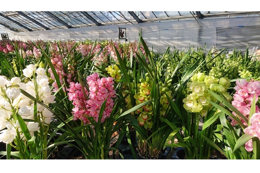 大特価！2鉢価格！シンビジウム　苗　苗木　4本立ち　洋ラン　蘭　三つ星 シンビジウム<湘南の洋蘭>3本立ち以上 ＊11月中旬ごろより順次配送