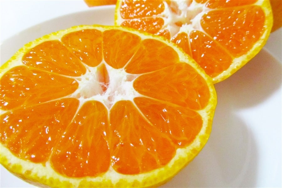 露地雨よけ栽培みかん 『湘南のかほり（大津4号）』（約4kg