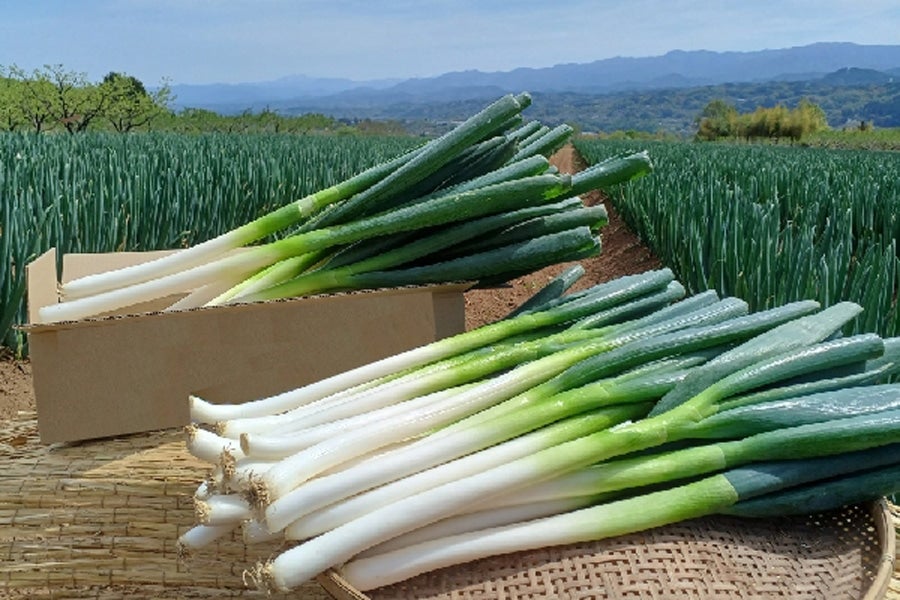 信州高原やさいの気持ち 至福の極甘白ネギ L-2L 約3kg(22-26本): 全農