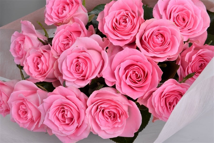 バラの花束 （ピンク/15本入り） 栃木県産: とちぎ新鮮倉庫|【JA