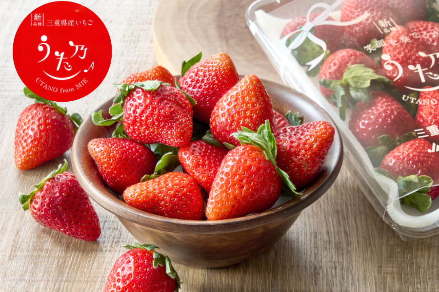 新品種】三重県産いちご「うた乃」250g×2パック ※配送日指定不可: 三重
