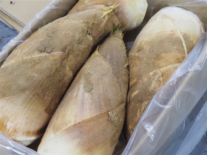 予約】京たけのこ 約2kg（贈答用向き）: JA全農京都ショップ|【JA