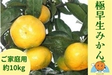 極早生みかん 【ご家庭用・約10kg】 ～みかんの島からお届け～: 正直