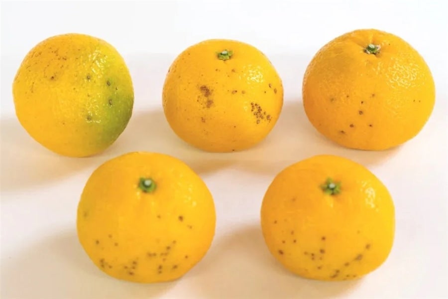 岡宗農園 花良治(ケラジ）黄玉 約1kg: とさのさとアグリコレット