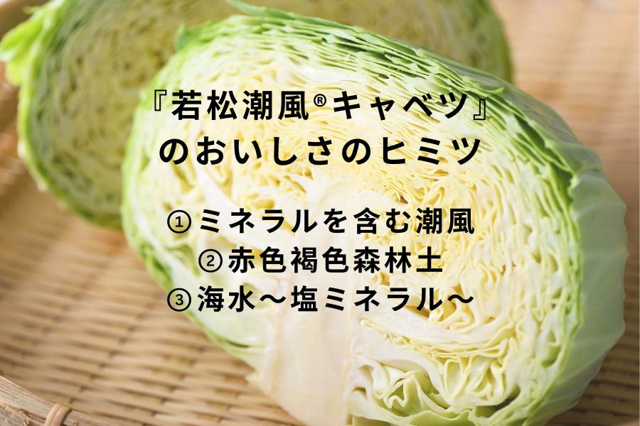 ◎JA北九【潮風が育てた】 若松潮風キャベツ（専用ドレッシング付き