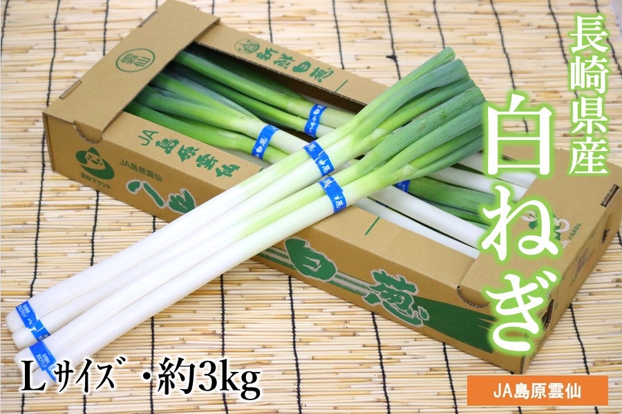 長崎県産 八斗木葱（白ネギ）（JA島原雲仙）約3kg: もぐもぐながさき