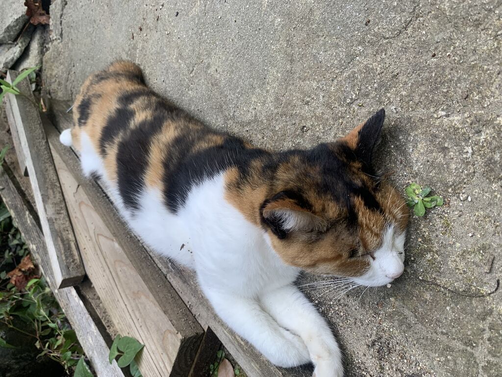 猫の細道のクチコミ一覧 - じゃらんnet