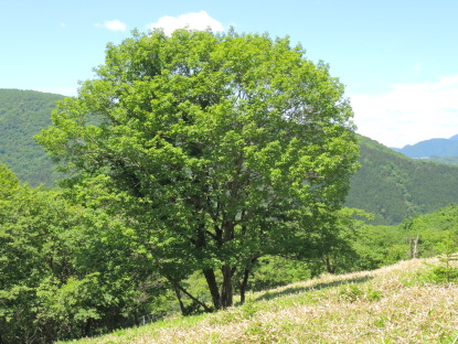 樹木図鑑(ミズナラ)
