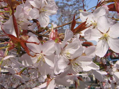 樹木図鑑(ヤマザクラ)