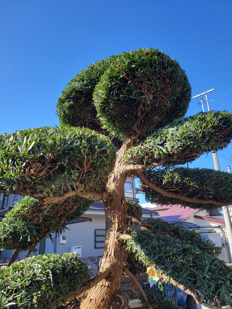 マキの木(高木5m以上)刈り込み剪定 埼玉県久喜市