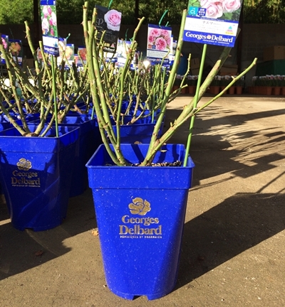 アレゴリー（大苗）7号鉢植え バラ苗 《農林水産省 登録品種