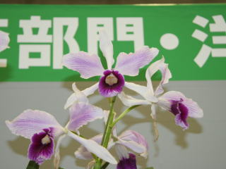 かなざわ世界の蘭展2005 カトレヤ 原種 Kanazawa World Orchid
