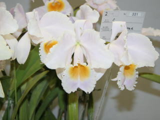 かなざわ世界の蘭展2005 カトレヤ 原種 Kanazawa World Orchid