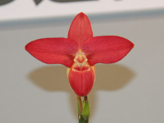 ほっかいどう 世界の蘭展2005 フラグミペディウム Hokkaido World