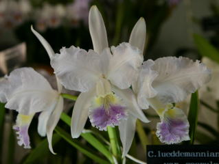 世界らん展日本大賞2004 カトレア原種 Japan Grand Prix