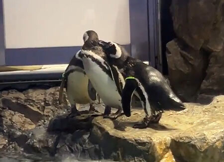 ペンギンたちの関係性を最新版にアップデート!「すみだペンギン相関図