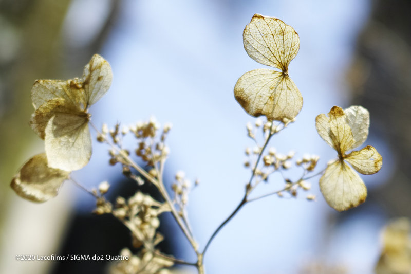 フォトグラファーがFOVEONを7年使ってわかったこと | 金沢の動画制作