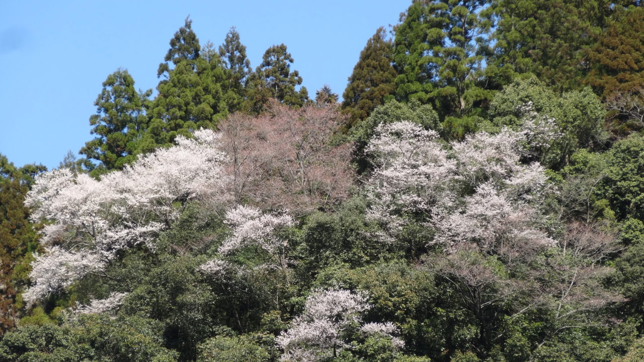 ヤマザクラ | もろつかナビ 宮崎県諸塚村観光協会公式サイト