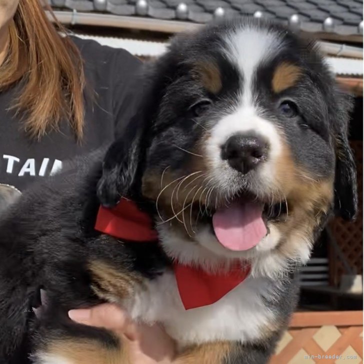 バーニーズ・マウンテン・ドッグ【茨城県・女の子・2026年1月14日