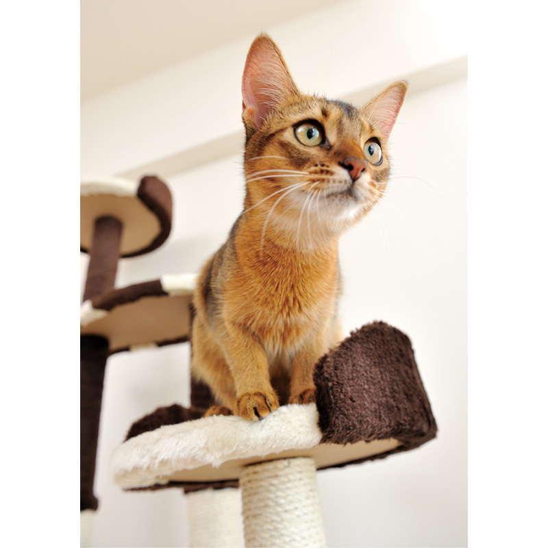 アドメイト 猫のおあそびポール お魚ファミリー 【送料無料