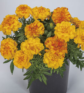 マリーゴールド | ムラカミシード