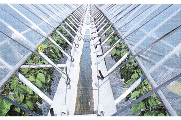 農ビエースみらい 厚さ0.1mm(幅200cmX長さ100m(#)): 農業資材