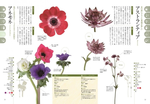 飾る・贈る・楽しむ 花屋さんの花事典 | ナツメ社