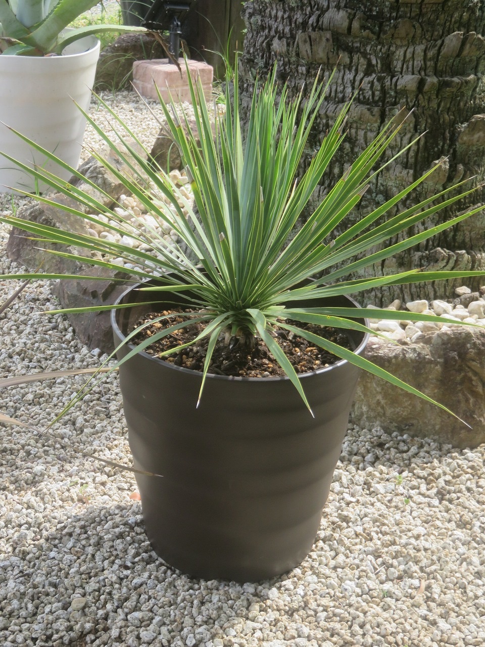 ココスヤシ,ヤシの木,販売,中山植木