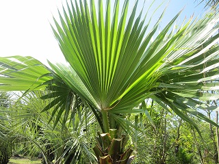 ワシントンヤシNO，04