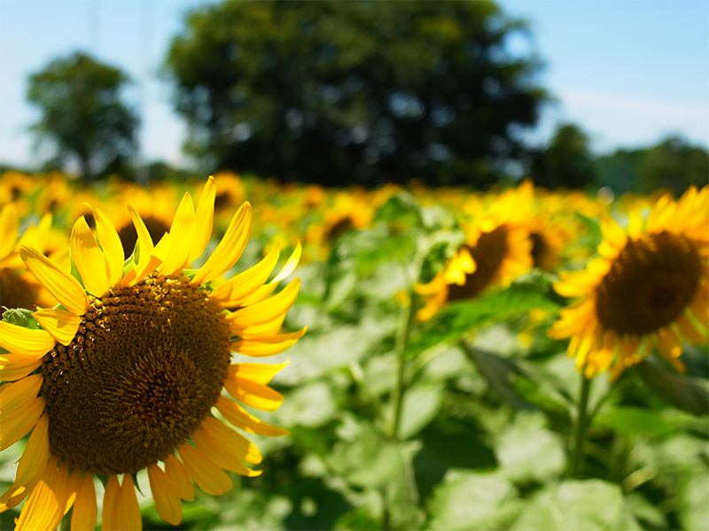 中止】本多の森お花畑-ひまわり開花情報 | 新座市産業観光協会 新座